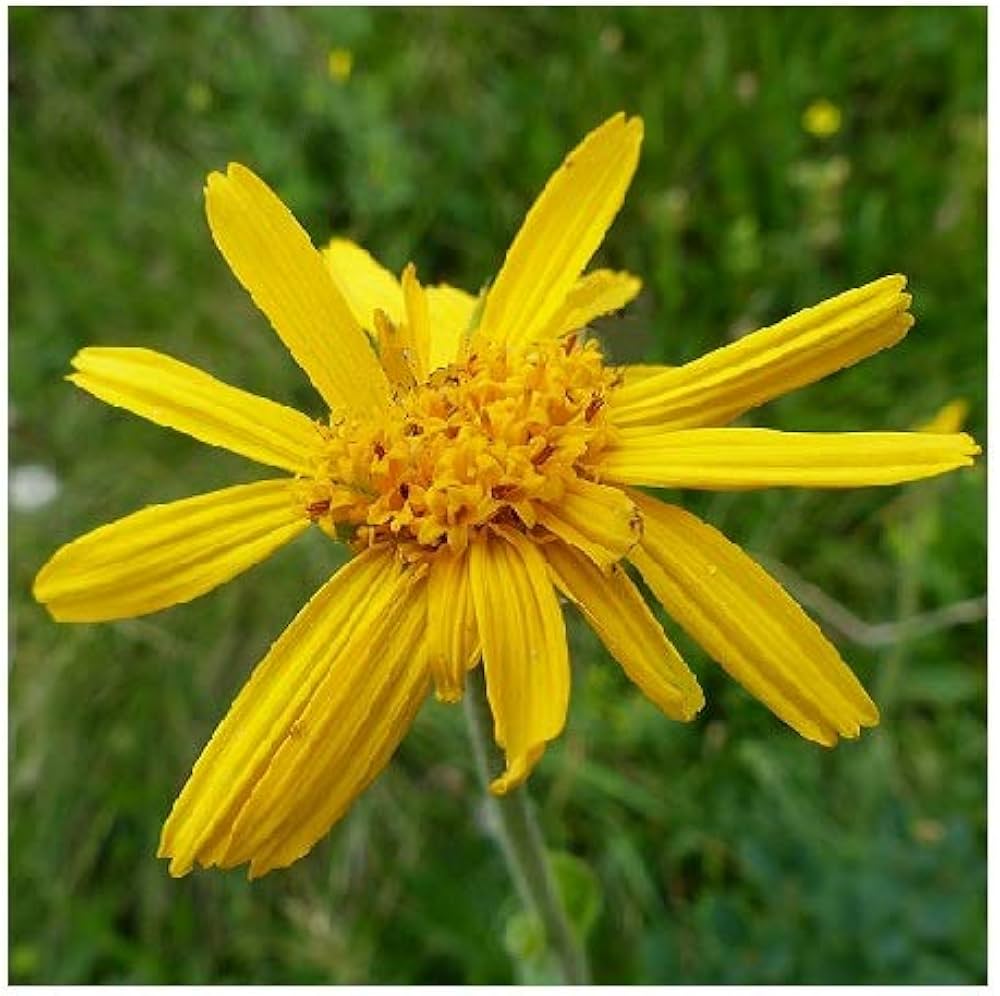 Arnica Flower Seeds
