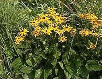 Yellow Fulgida Perennial Seeds Flower seeds for Planting - Seasonal Bloomer, Heirloom & GMO Free Seeds for Home Garden
Sale for planting in home garden.