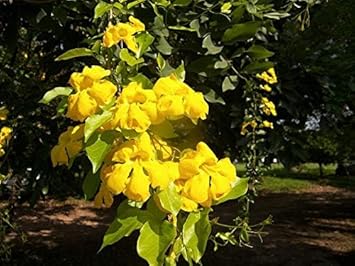 Dolichandra Unguis Flower seeds for Planting Seasonal Bloomer Heirloom & GMO Free Seeds for Home Garden
Sale for planting in home garden
