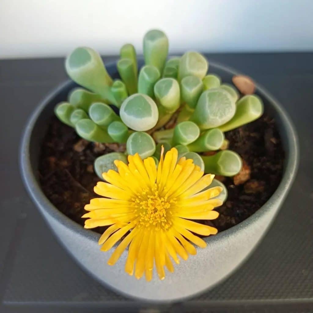 Heirloom Baby Toes Succulent Flower seeds for Planting Premium Quality Heirloom & GMO Free Seeds for Home Garden
Sale for planting in home garden