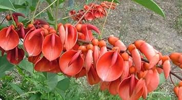 Erythrina Crista Galli Flower Seeds in Orange - Flower seeds for Planting - Easy to Grow, Heirloom & GMO Free Seeds for Home Garden
Sale for planting in home garden.