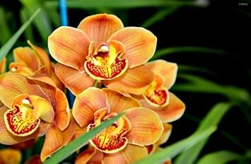 Orange Butterfly Orchid Flower seeds for Planting - Seasonal Bloomer, Heirloom & GMO Free Seeds for Home Garden
Sale for planting in home garden.