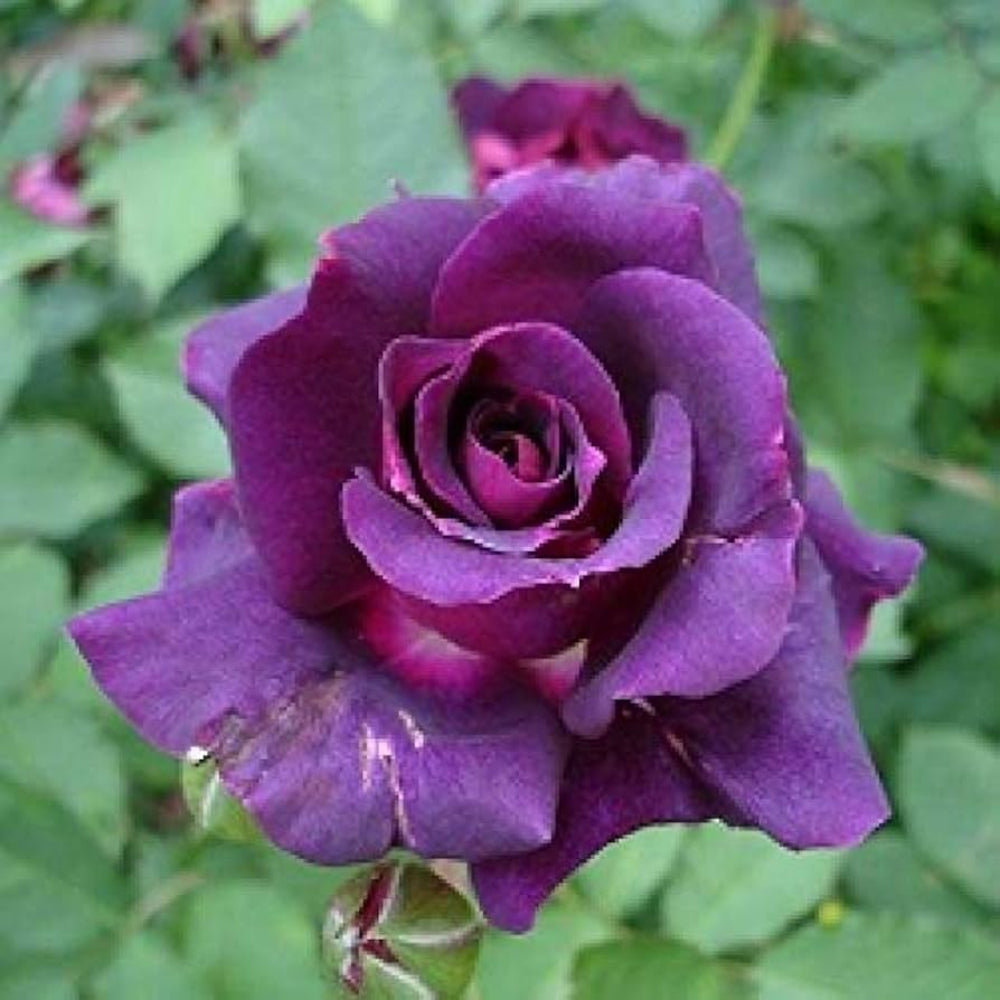 Purple Rose Flower Seeds