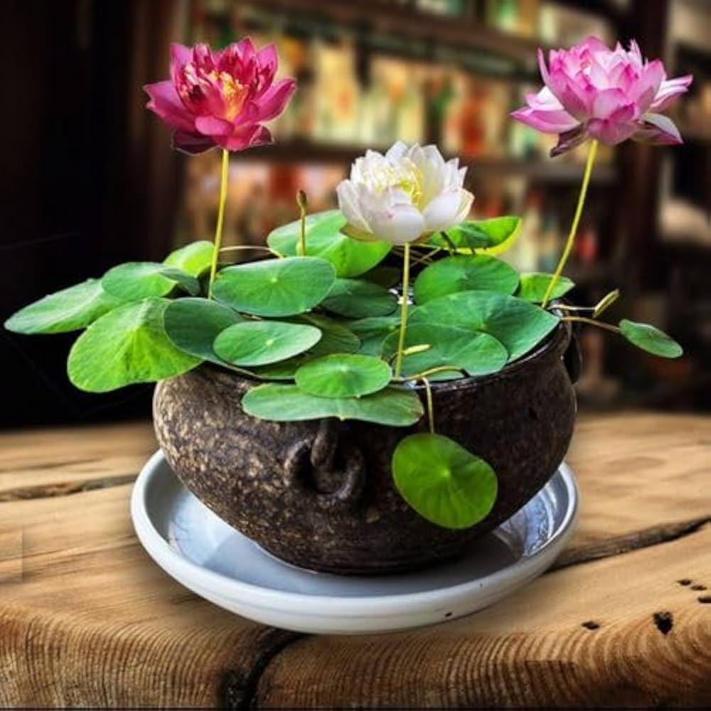 Mini Dwarf Lotus Seeds (Bowl Lotus) – Compact Aquatic Plant for Small Ponds & Containers