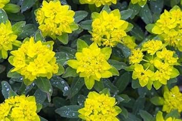 Fireglow Flower seeds for Planting Bright Blooms Heirloom & GMO Free Seeds for Home Garden
Sale for planting in home garden