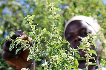 Green Lippia Javanica Flower seeds for Planting - Bright Blooms, Heirloom & GMO Free Seeds for Home Garden
Sale for planting in home garden.
