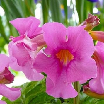 Pink Incarvillea Flower seeds for Planting - Low Maintenance, Heirloom & GMO Free Seeds for Home Garden
Sale seeds for planting in home garden