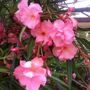 Nerium Flower seeds for Planting Vibrant Colors Heirloom & GMO Free Seeds for Home Garden
Sale seeds for home garden planting