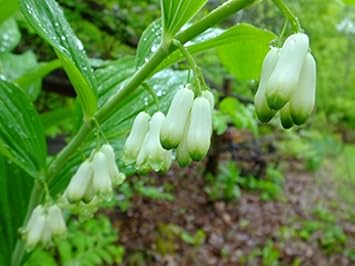 White Solomons Flower seeds for Planting - Cottage Garden Essential, Heirloom & GMO Free Seeds for Home Garden
Sale for planting in home garden