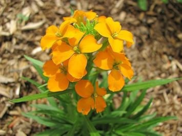 Orange Siberian Flower seeds for Planting - Bright Blooms, Heirloom & GMO Free Seeds for Home Garden
Sale for planting in home garden