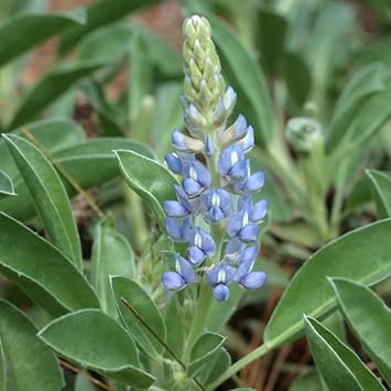 Sky Blue Lupine Flower seeds for Planting - Seasonal Bloomer, Heirloom & GMO Free Seeds for Home Garden
Sale seeds for planting in home garden