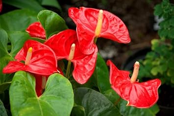 Anthurium Flower seeds for Planting Compact Growth Heirloom & GMO Free Seeds for Home Garden
Sale for planting in home garden