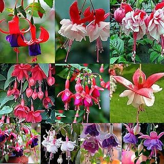 Fuchsias Flower seeds for Planting Perfect for Borders Heirloom & GMO Free Seeds for Home Garden
Sale for planting in home garden
