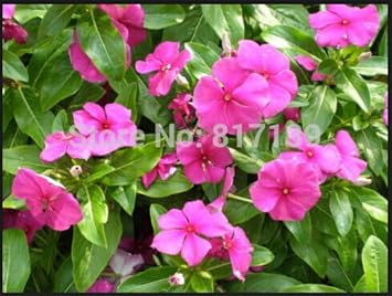 Pink Vinca Rosea Flower seeds for Planting - Shade Tolerant, Heirloom & GMO Free Seeds for Home Garden
Sale for planting in home garden.