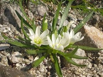 White Nevadensis Flower seeds for Planting - Colorful Display, Heirloom & GMO Free Seeds for Home Garden
Sale seeds for planting in home garden