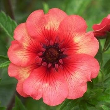 Red Willmott Flower seeds for Planting - Premium Quality, Heirloom & GMO Free Seeds for Home Garden
Sale seeds for planting in home garden