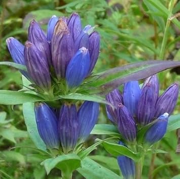 Blue Gentiana Triflora Flower seeds for Planting Garden Favorite Heirloom & GMO Free Seeds for Home Garden
Sale seeds for home garden planting