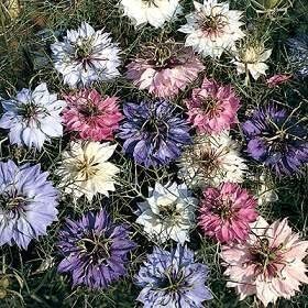 Mixed Nigella Damascena Flower seeds for Planting - Colorful Display, Heirloom & GMO Free Seeds for Home Garden
Sale for planting in home garden.