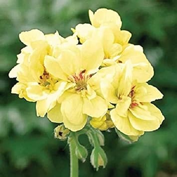 Light Yellow Geraniums Flower seeds for Planting - Compact Growth, Heirloom & GMO Free Seeds for Home Garden
Sale for planting in home garden