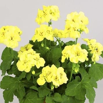 Yellow Pelargonium Flower seeds for Planting - Wildflower Mix, Heirloom & GMO Free Seeds for Home Garden
Sale for planting in home garden.