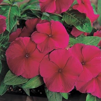 Purple Vinca Flower seeds for Planting - Compact Growth, Heirloom & GMO Free Seeds for Home Garden
Sale seeds for planting in home garden