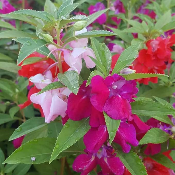 Mixed Balsam Flower seeds for Planting - Long Bloom Season, Heirloom & GMO Free Seeds for Home Garden
Sale for planting in home garden
