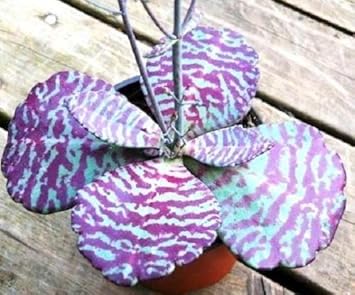 Purple White Kalanchoe Humilis Flower seeds for Planting Perfect for Borders Heirloom & GMO Free Seeds for Home Garden
Sale seeds for home garden planting