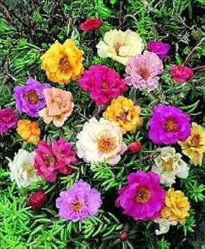 Moss Rose Portulaca Flower seeds for Planting - Long Bloom Season, Heirloom & GMO Free Seeds for Home Garden
Sale for planting in home garden