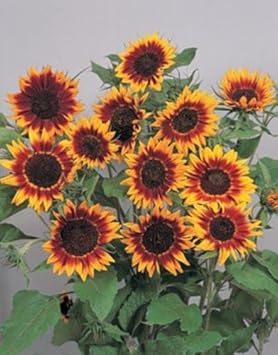 Yellow Red Sunflower Flower seeds for Planting - Fragrant Blossoms, Heirloom & GMO Free Seeds for Home Garden
Sale for planting in home garden