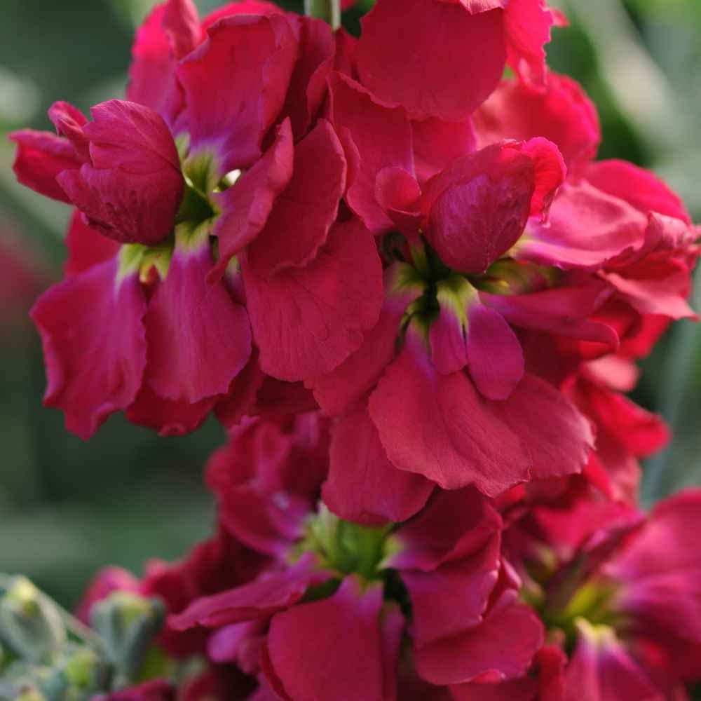 Maroon Matthiola Incana Flower seeds for Planting - Long Bloom Season, Heirloom & GMO Free Seeds for Home Garden
Sale for planting in home garden.