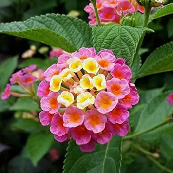 Pink Yellow Lantana Flower seeds for Planting - Wildflower Mix, Heirloom & GMO Free Seeds for Home Garden
Sale seeds for planting in home garden
