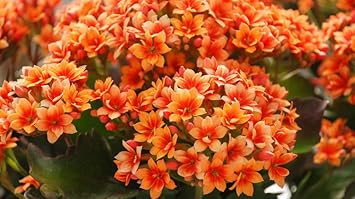 Red Yellow Kalanchoe Flower seeds for Planting Pollinator Friendly Heirloom & GMO Free Seeds for Home Garden
Sale seeds for home garden planting