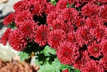 Chrysanthemum Deep Red Flower seeds for Planting - Long Bloom Season, Heirloom & GMO Free Seeds for Home Garden
Sale for planting in home garden.