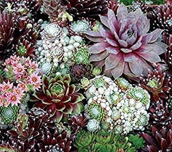 植え付け用ミックスセンペルビウム花の種子 - 長く咲く海 – Pure Asia