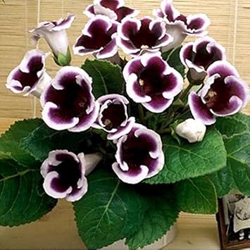 Purple White Gloxinia Flower seeds for Planting Cut Flower Favorite Heirloom & GMO Free Seeds for Home Garden
Sale seeds for home garden planting