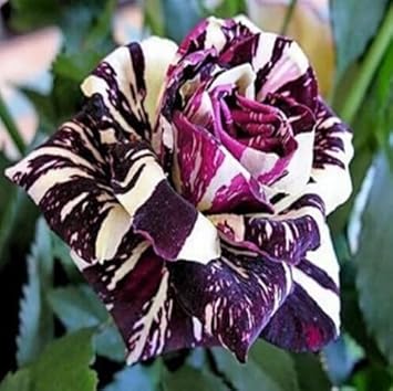 Maroon Cream Rose Flower seeds for Planting - Garden Favorite, Heirloom & GMO Free Seeds for Home Garden
Sale for planting in home garden