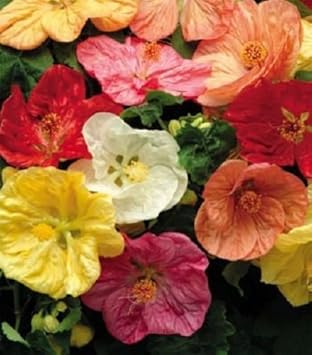 Mixed Hibiscus Flower seeds for Planting - Sun Loving, Heirloom & GMO Free Seeds for Home Garden
Sale for planting in home garden