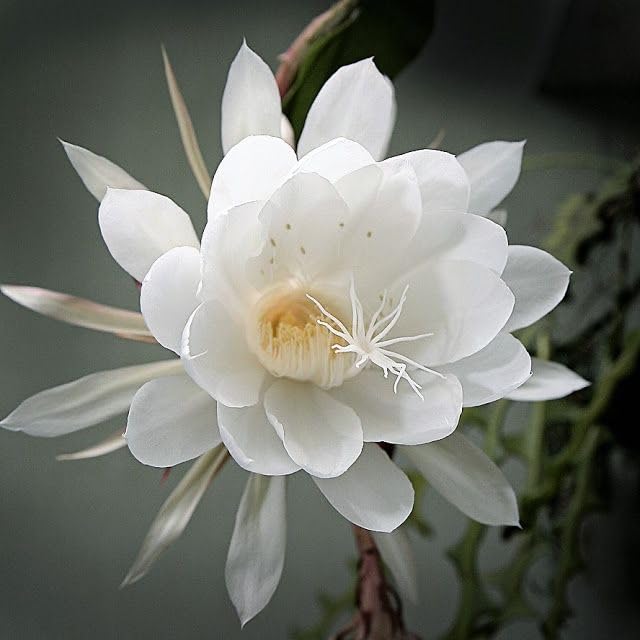 Epiphyllum Flower seeds for Planting Bright Blooms Heirloom & GMO Free Seeds for Home Garden
Sale for planting in home garden