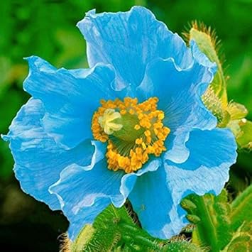 Blue Flower seeds for Planting - Sun Loving, Heirloom & GMO Free Seeds for Home Garden
Sale for planting in home garden