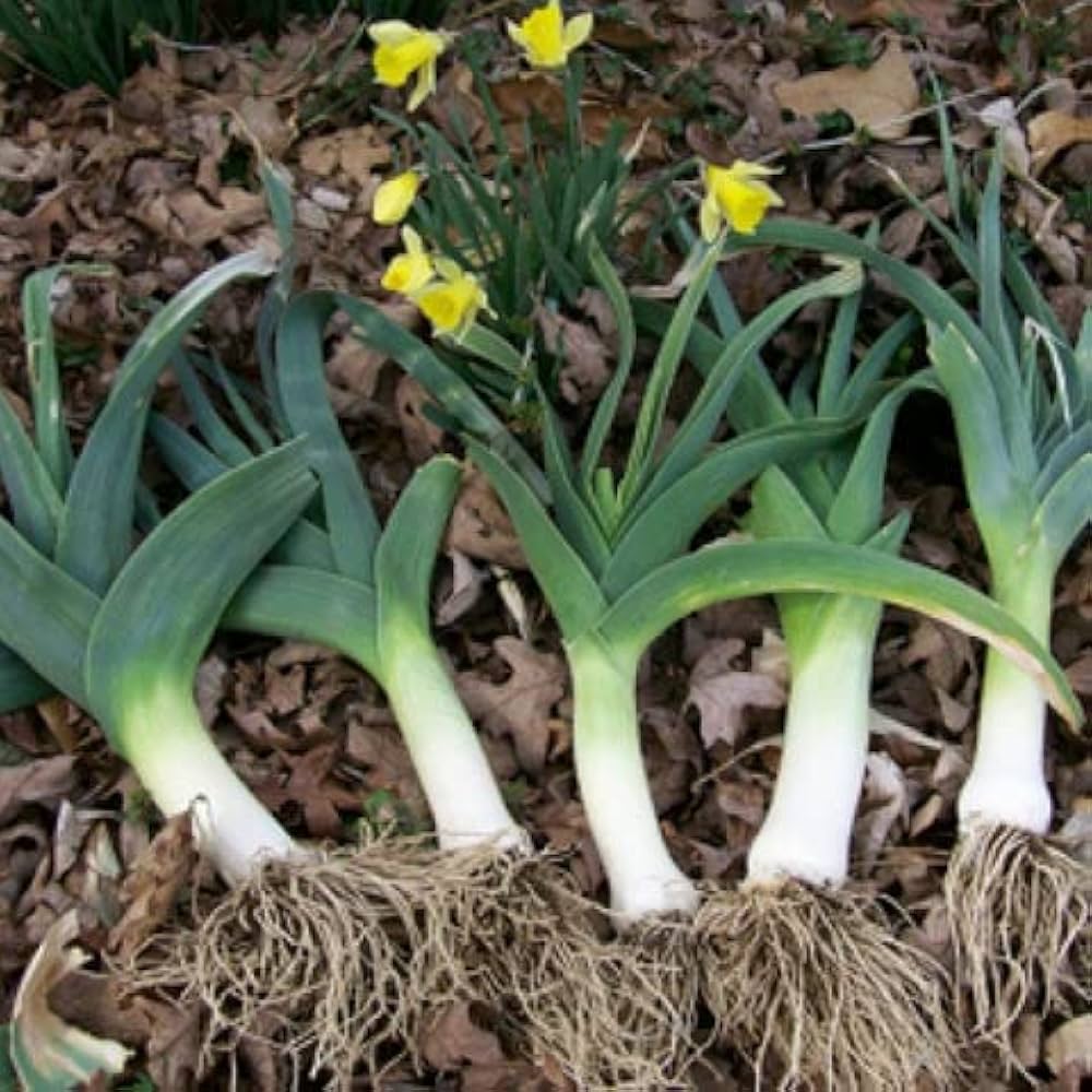 Large American Flag Leek Vegetable Seeds