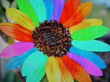 Rainbow Sunflower Flower seeds for Planting - Hardy Variety, Heirloom & GMO Free Seeds for Home Garden
Sale seeds for planting in home garden