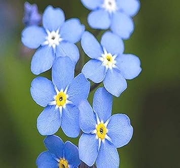 Forget Me Not Flower seeds for Planting - Long Bloom Season, Heirloom & GMO Free Seeds for Home Garden
Sale for planting in home garden.