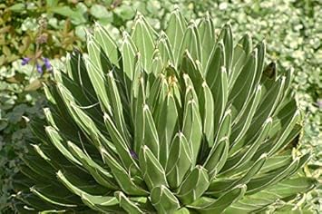 Green Victoria Agave Flower seeds for Planting - Pollinator Friendly, Heirloom & GMO Free Seeds for Home Garden
Sale for planting in home garden.