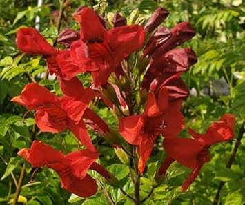Red Cape Honeysuckle Flower seeds for Planting - Cut Flower Favorite, Heirloom & GMO Free Seeds for Home Garden
Sale for planting in home garden.