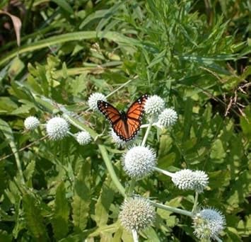 White Rattlesnake Master Flower seeds for Planting - Colorful Display, Heirloom & GMO Free Seeds for Home Garden
Sale for planting in home garden