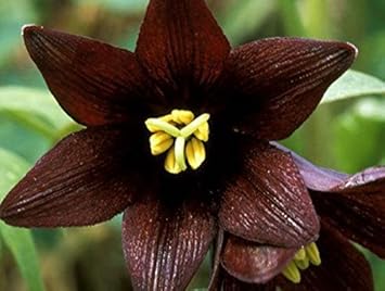 Chocolate Lilly Flower seeds for Planting - Easy to Grow, Heirloom & GMO Free Seeds for Home Garden
Sale for planting in home garden.