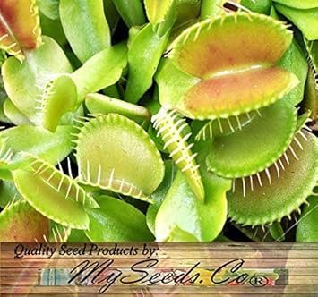 Green Venus Fly Trap Flower seeds for Planting - Wildflower Mix, Heirloom & GMO Free Seeds for Home Garden
Sale for planting in home garden.