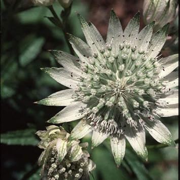 Green White Astrantia Flower seeds for Planting - Low Maintenance, Heirloom & GMO Free Seeds for Home Garden
Sale for planting in home garden.
