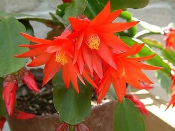 Deep Red Schlumbergera Flower seeds for Planting - Premium Quality, Heirloom & GMO Free Seeds for Home Garden
Sale seeds for planting in home garden