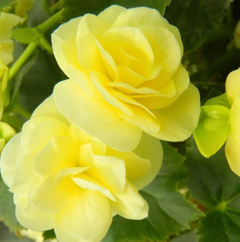 Light Yellow Begonia Flower seeds for Planting - Drought Tolerant, Heirloom & GMO Free Seeds for Home Garden
Sale seeds for planting in home garden